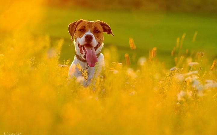 ♒⭐ Cute Dog ⭐♒
