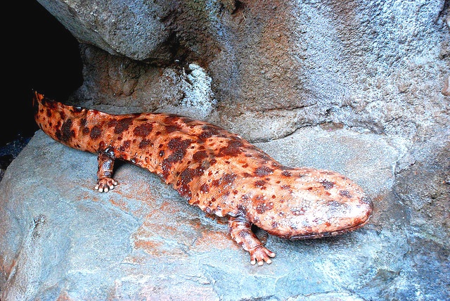 Giant Lizard