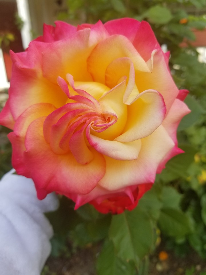 2017 garden