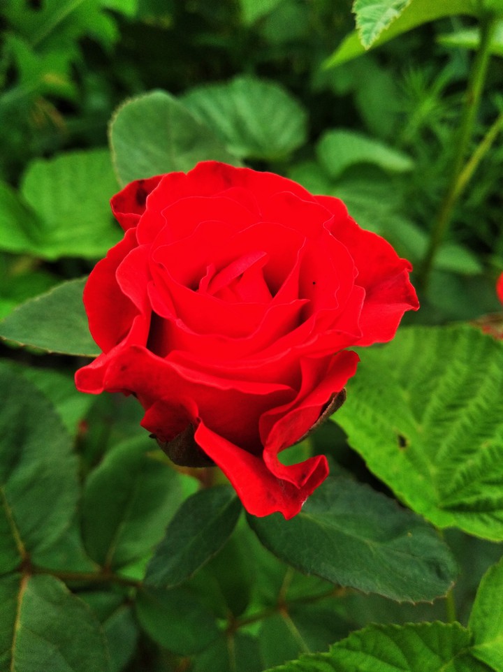 rose