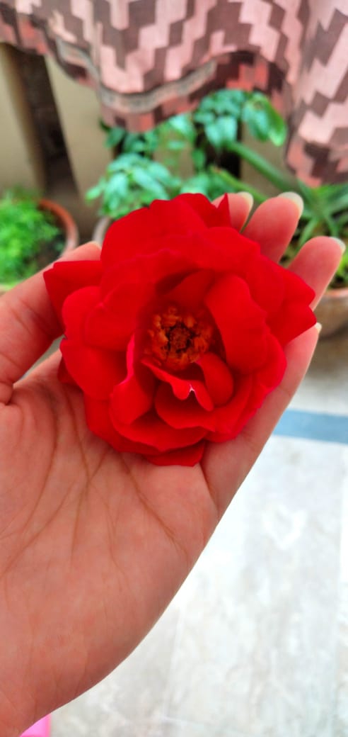 roses