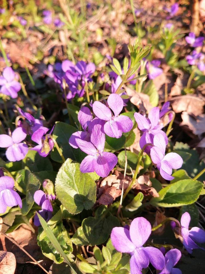 violets