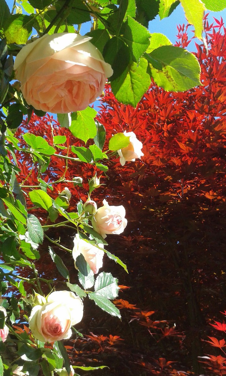 roses acer