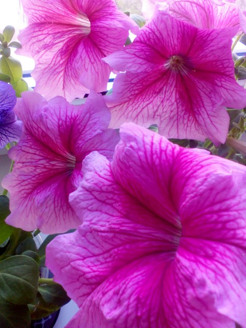 fonds d'écran petal, plant