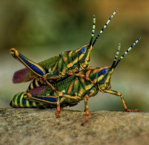 papéis de parede pest, insect
