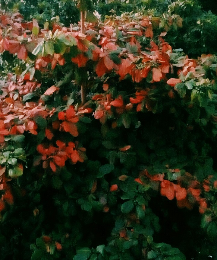 Autumn