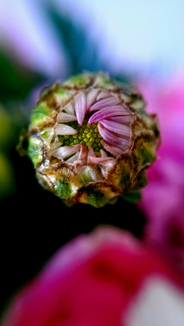 Bud