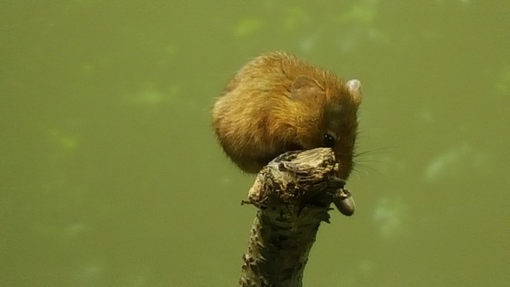 a little one