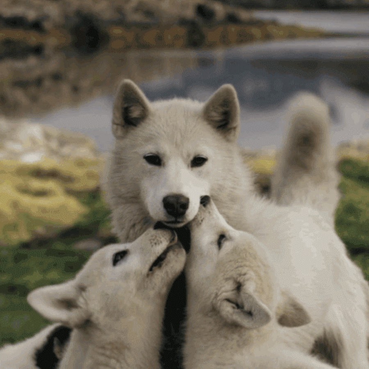 animal dog