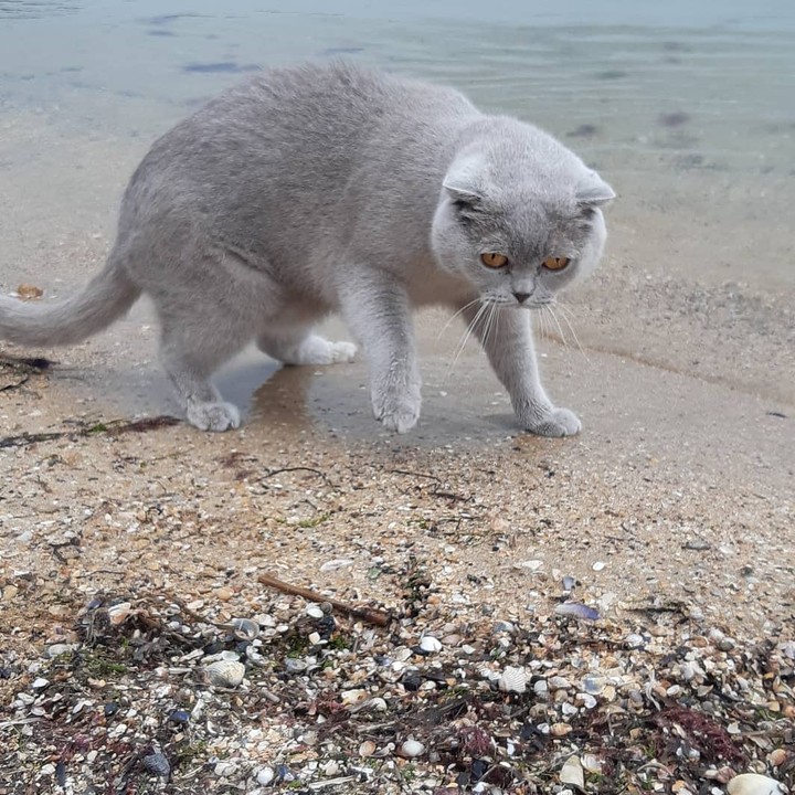 коты