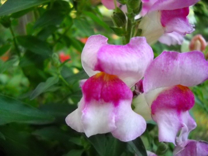 the magic of spring