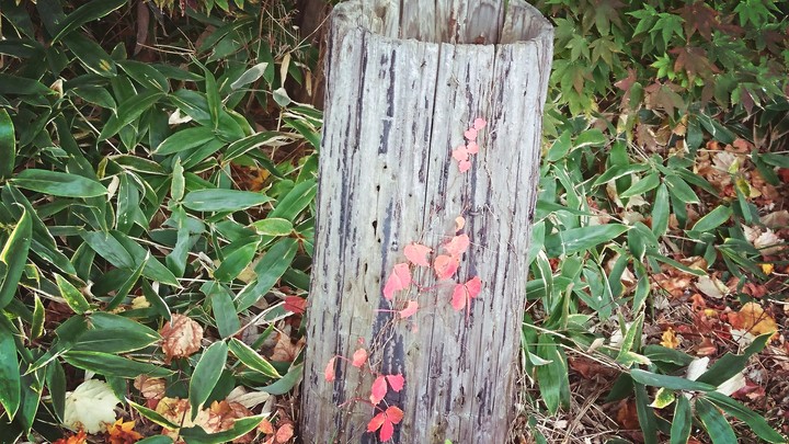 秋の訪れとともに(紅葉)