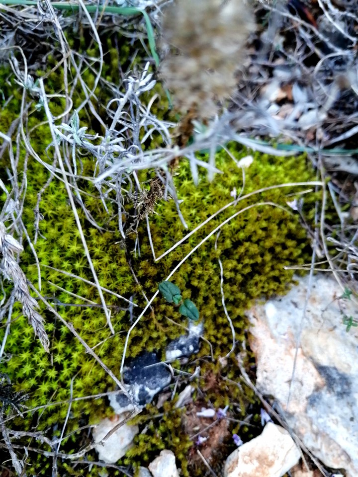 Autumnal moss