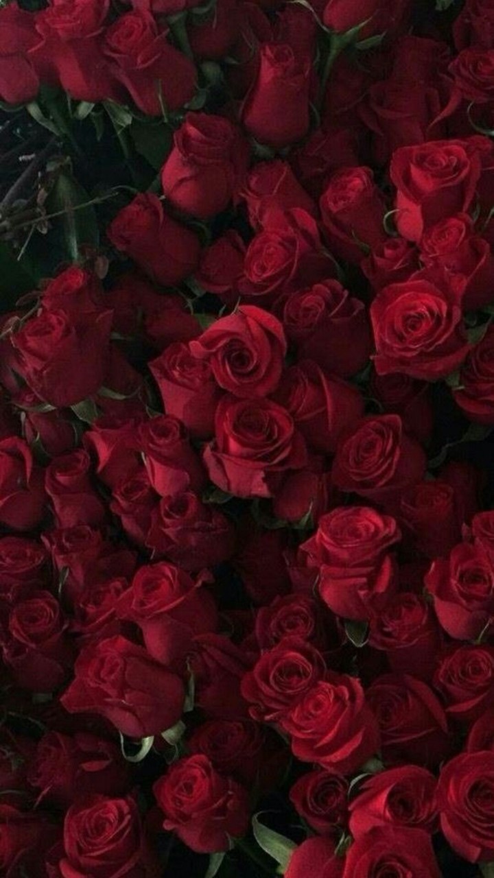 red rose