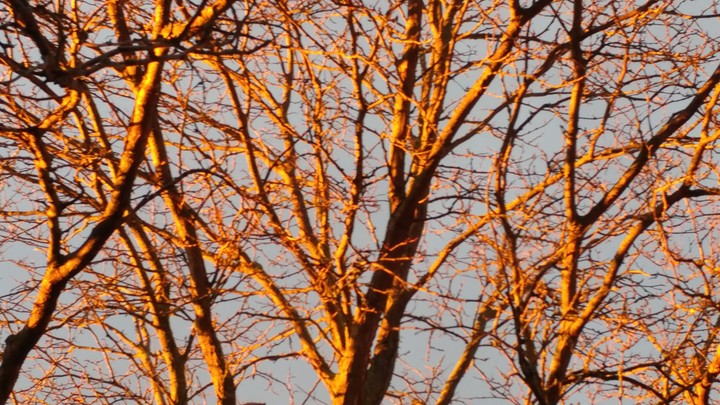 golden sunshine 