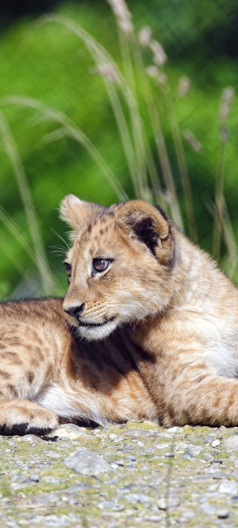 Carnivore, grass wallpapers