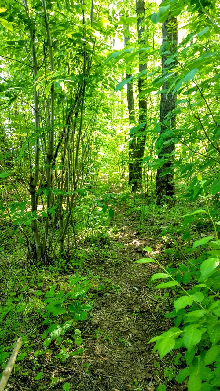 forest
