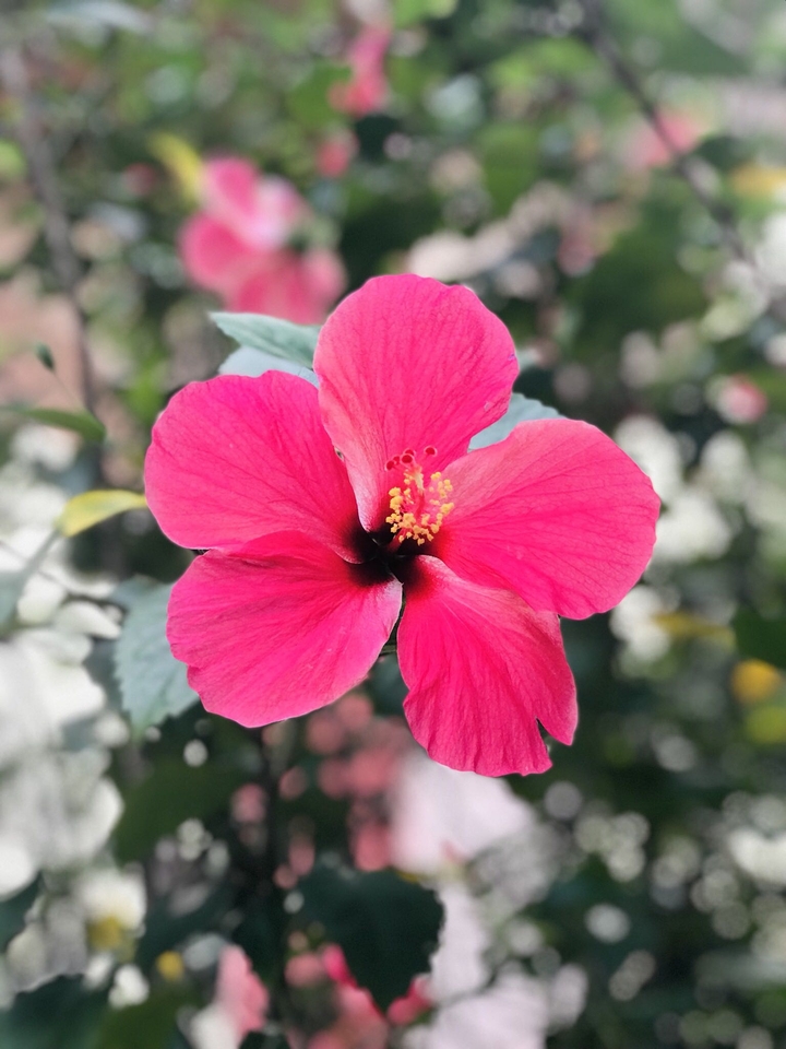 god's own country's flower