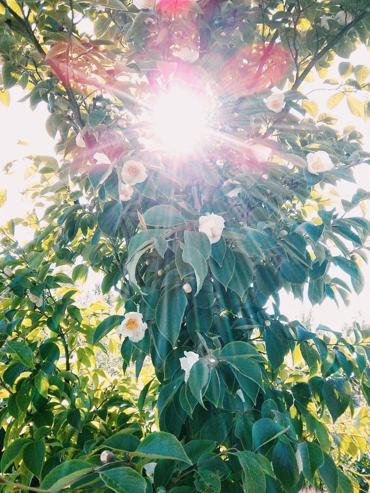 tree-flower