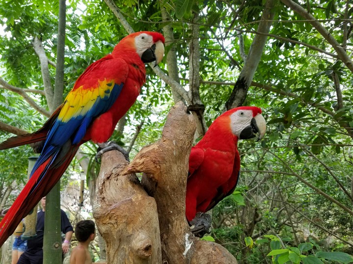 Colorful Birds