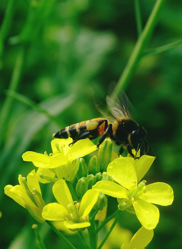 Bee.