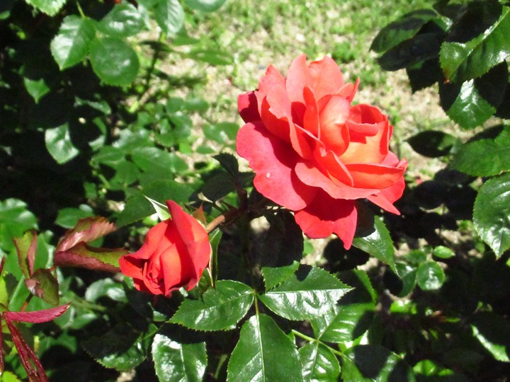 Rose ばら