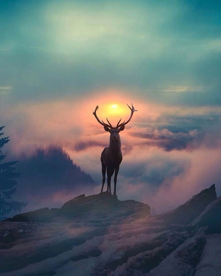 deer