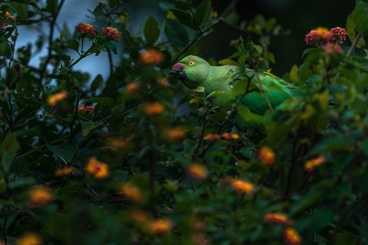 jungle