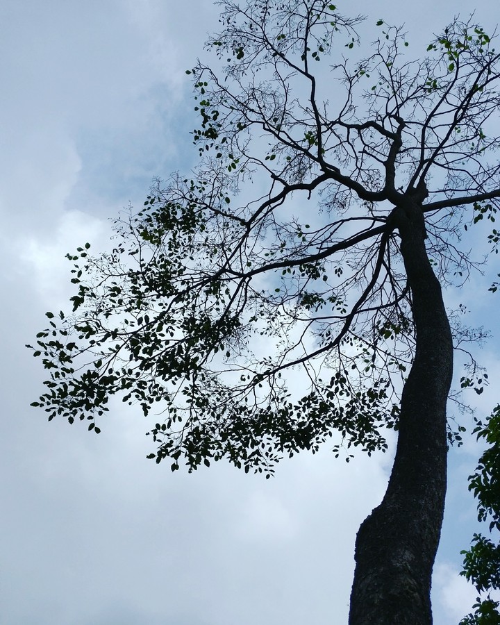 nature#sky-tree#monsoon