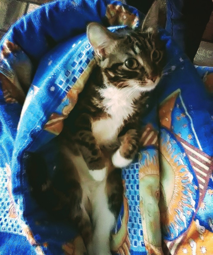 kat