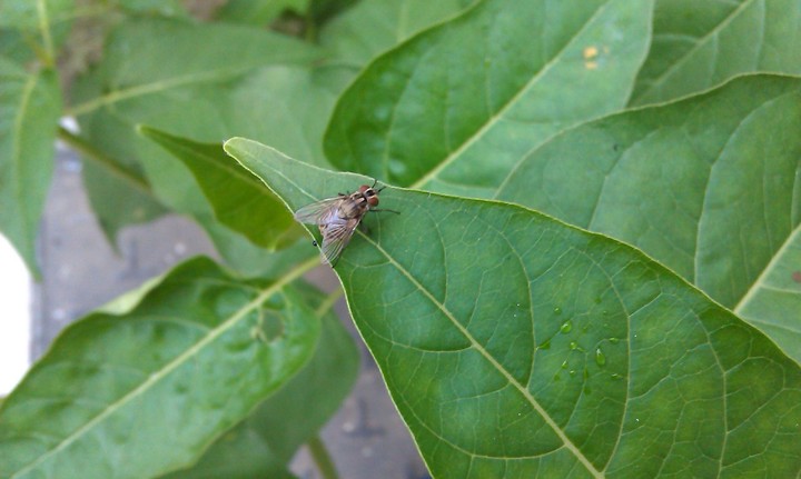 Housefly