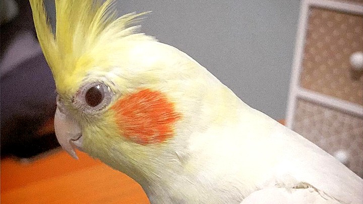 bird