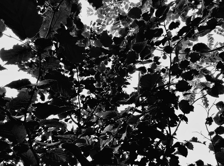 dark