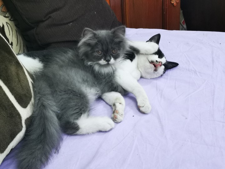 Kittens