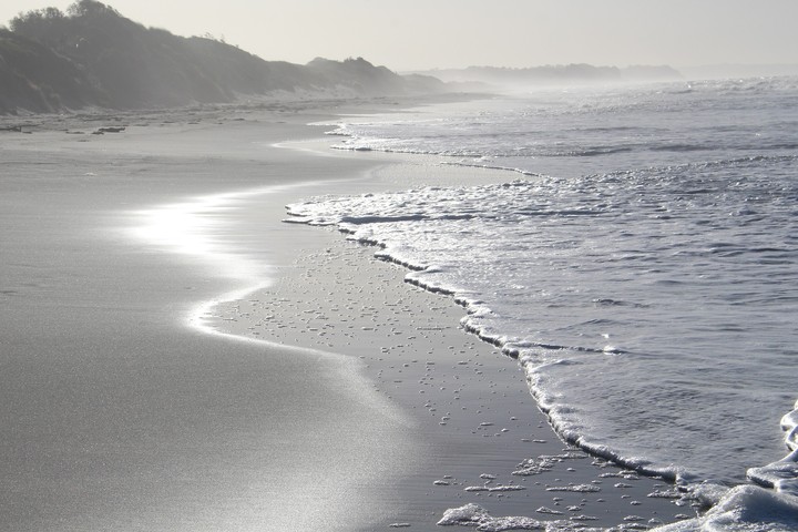 Looks like a Silverbeach our Beautiful Nature