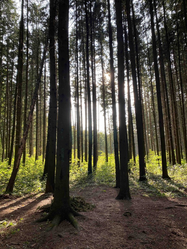 forest