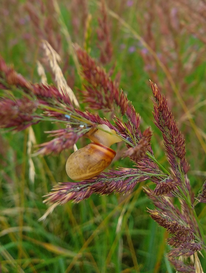 Schnecke