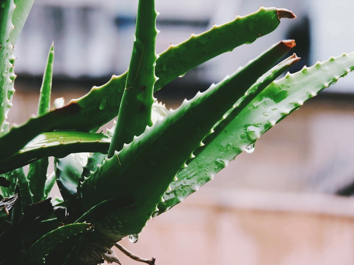 aloe vera plant