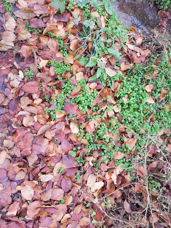 leaves and .. feeling of nature
