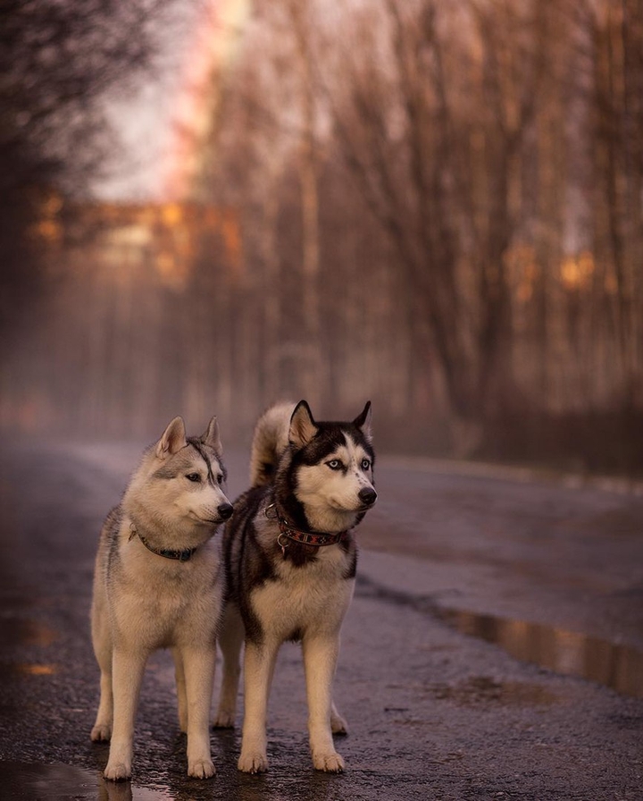 Dogs