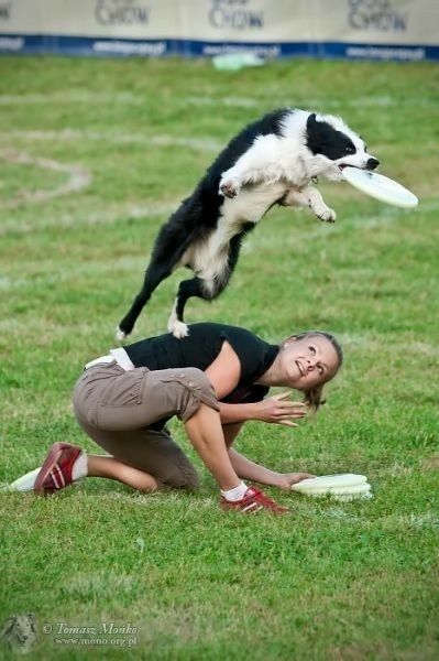 The Border Collie Because There Is No Better Dog