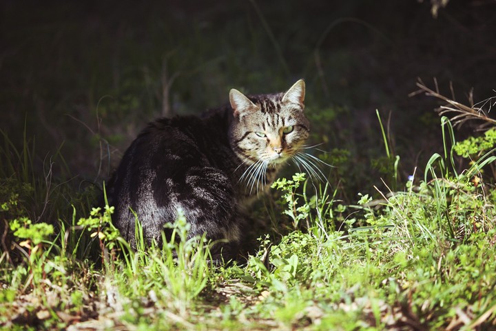 cat