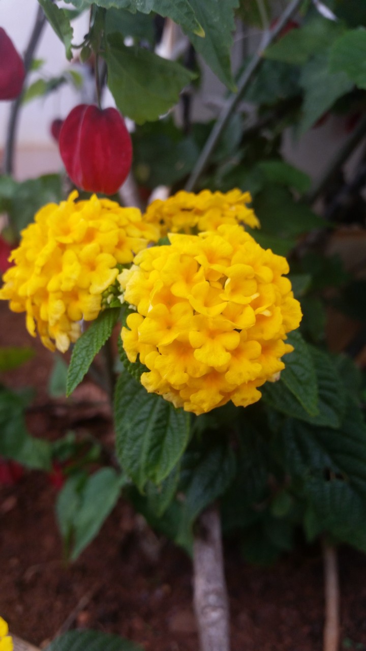 flowers