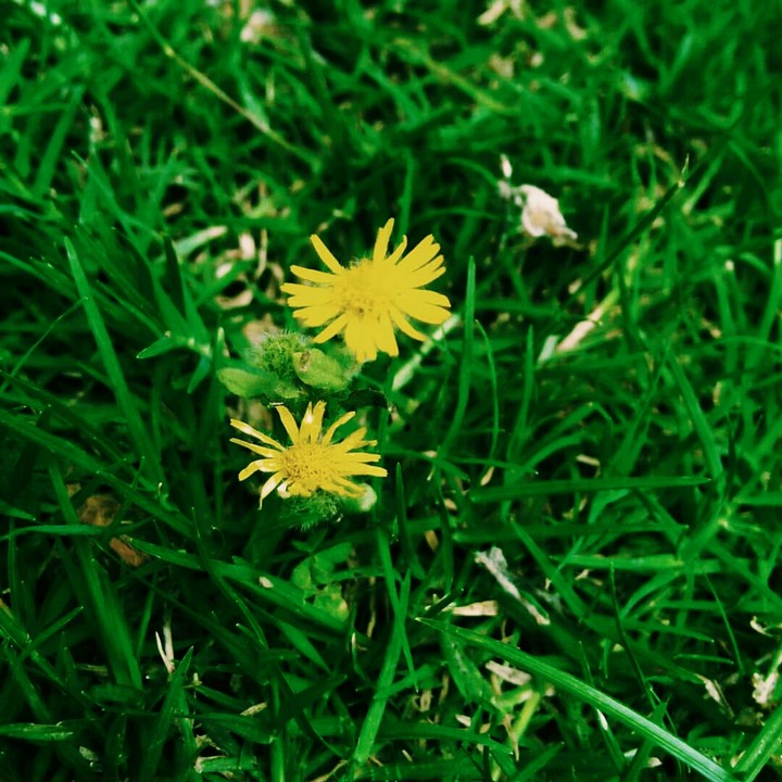 lovely little Yellow flower in green Grash field