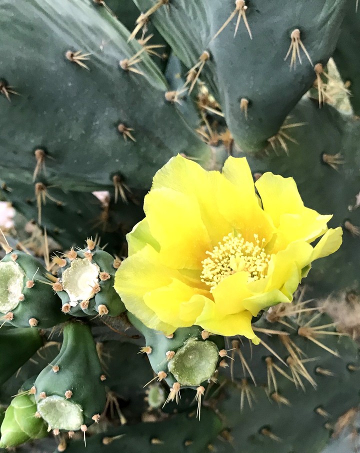 Cactus flower