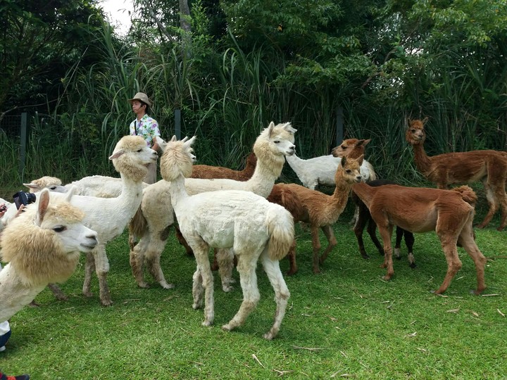 alpaca