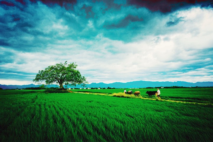 nature