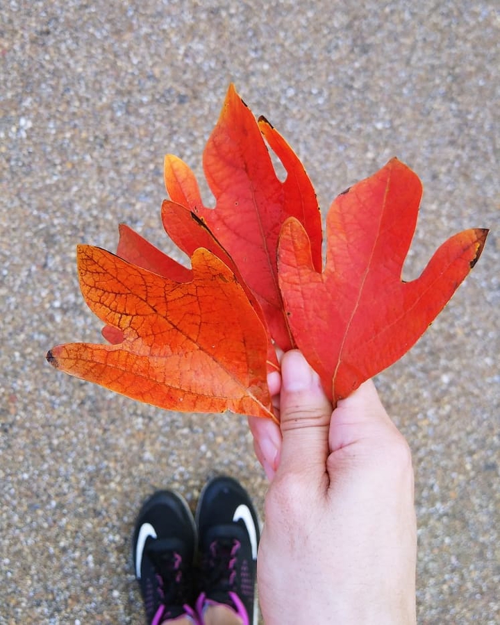 leaves