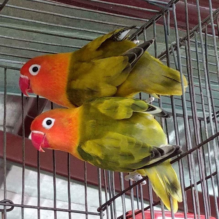 lovebirds​