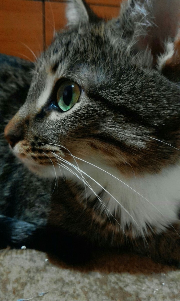 cat